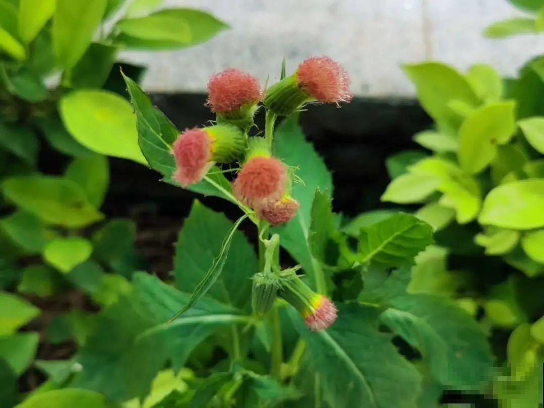 入侵植物爬进门，赶紧用开水烫死，不然就长疯了