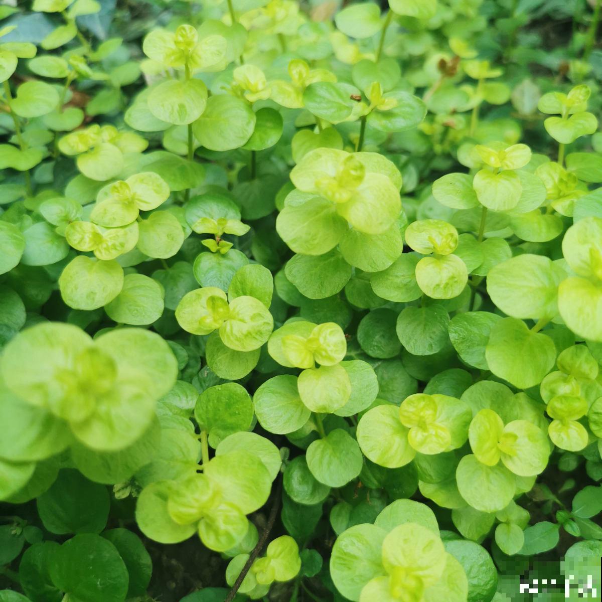 资深花友,还有什么是你没种过的?少见家养植物大曝光 资深花友,还有什么是你没种过的?少见家养植物大曝光