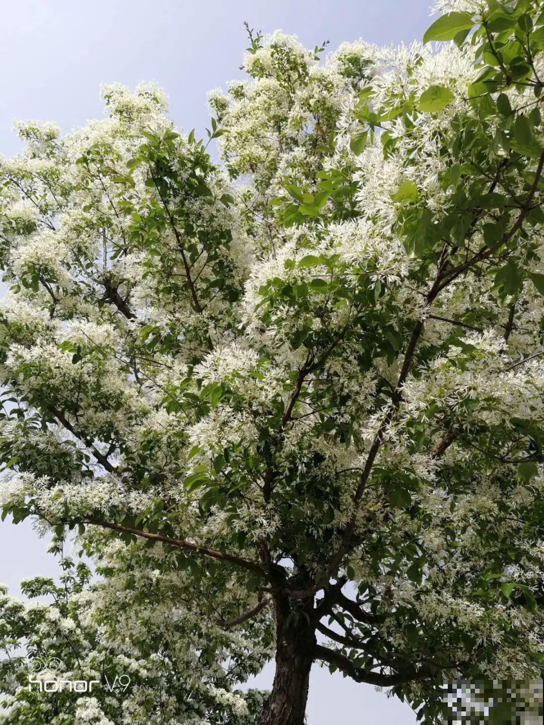 路边野花别乱采，采了有麻烦，再好看也别碰