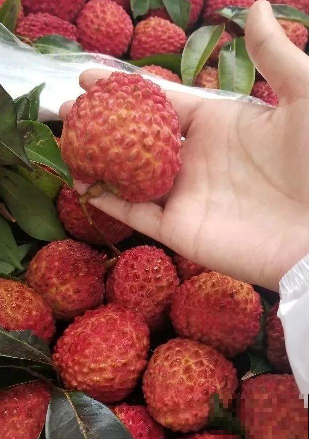 15万块钱的一个蜜瓜，到底有多好吃？