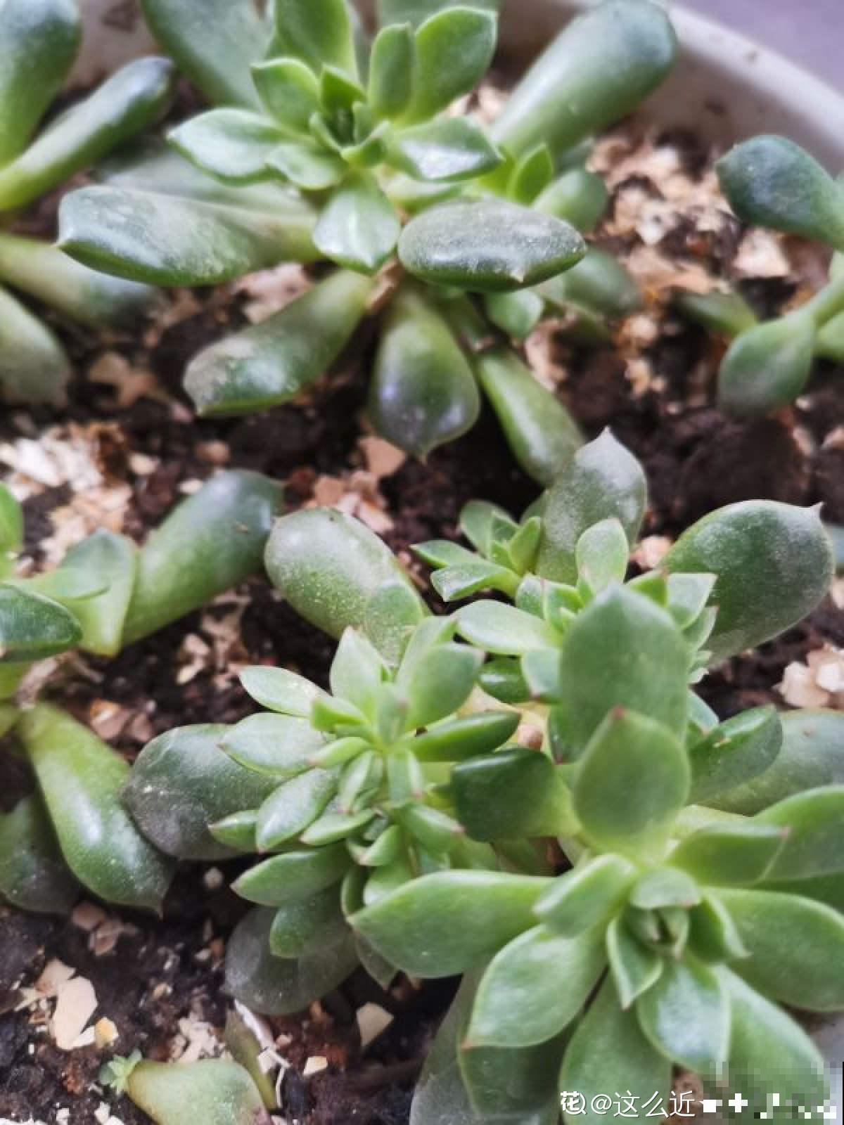 多肉长坏了别扔!剪一剪砍一砍,原地就能“满血复活” 多肉长坏了别扔!剪一剪砍一砍,原地就能“满血复活”