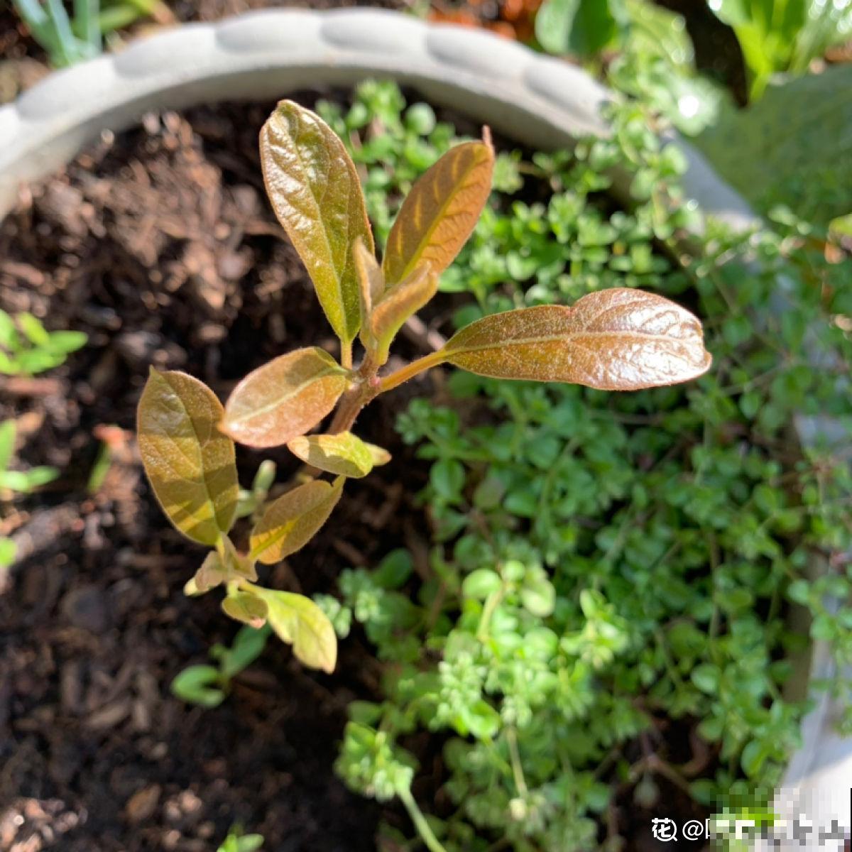 1粒种子几块钱，掌握6个养护方法，结出的果实可达几百块