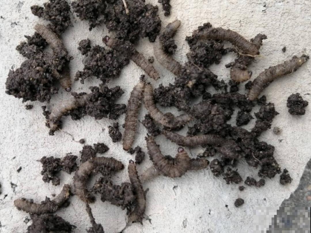 9种土别拿来养花,对花不好,容易黄叶烂根 9种土别拿来养花,对花不好,容易黄叶烂根