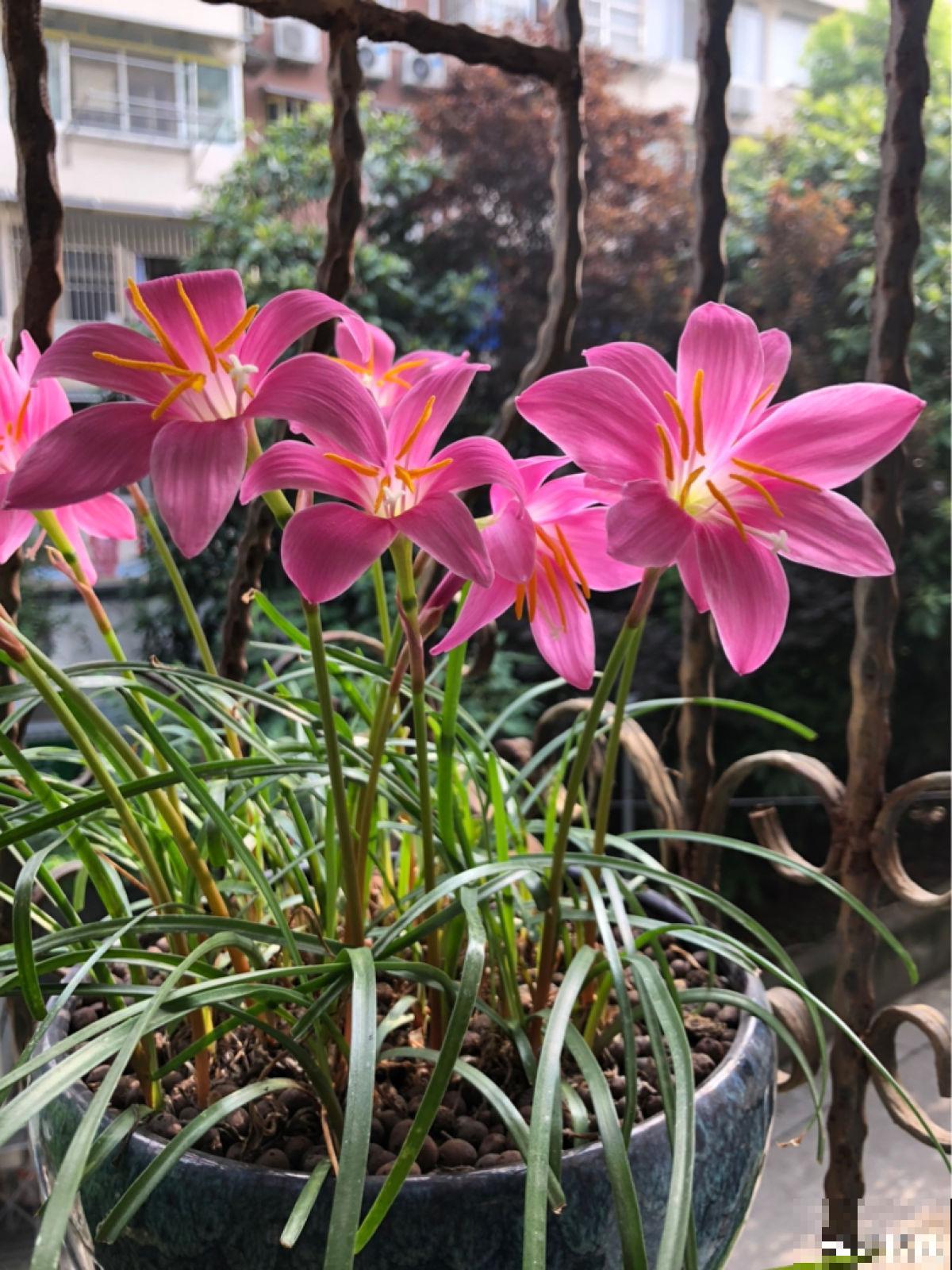 雨天不用躲！一株风雨兰，雨过天晴长更狂
