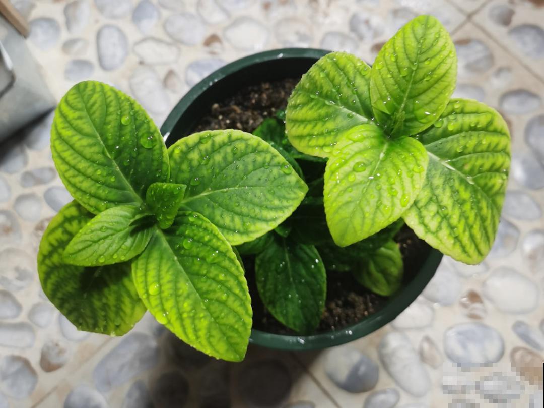 9个开花劳模，施肥不能停，不然越养越差劲