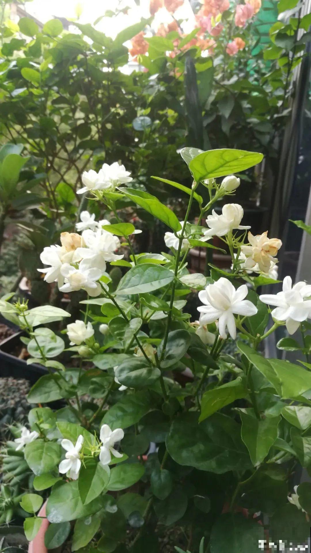 夏天养茉莉，越热越爆盆，适当修剪开花爆盆