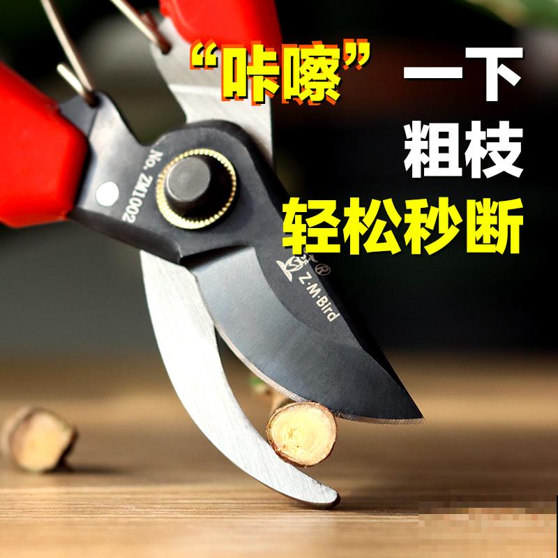 多肉长坏了别扔!剪一剪砍一砍,原地就能“满血复活” 多肉长坏了别扔!剪一剪砍一砍,原地就能“满血复活”