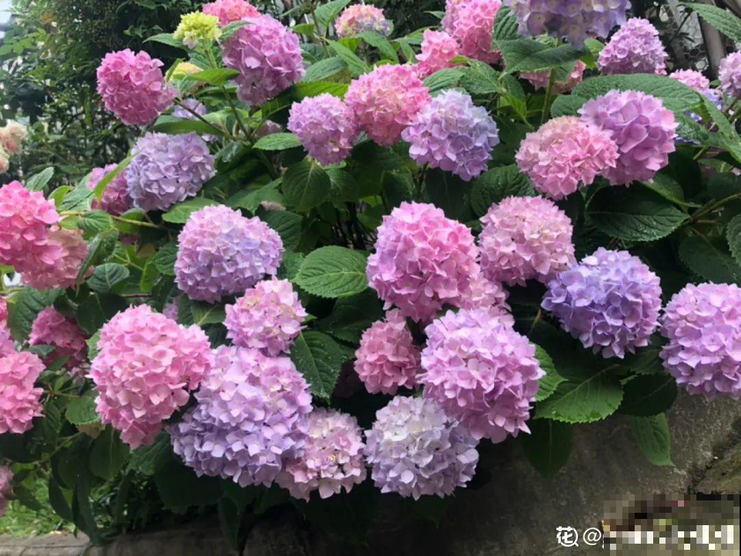 超耐阴的绣球花,放阴凉地也能开爆盆,颜色姹紫嫣红 超耐阴的绣球花,放阴凉地也能开爆盆,颜色姹紫嫣红