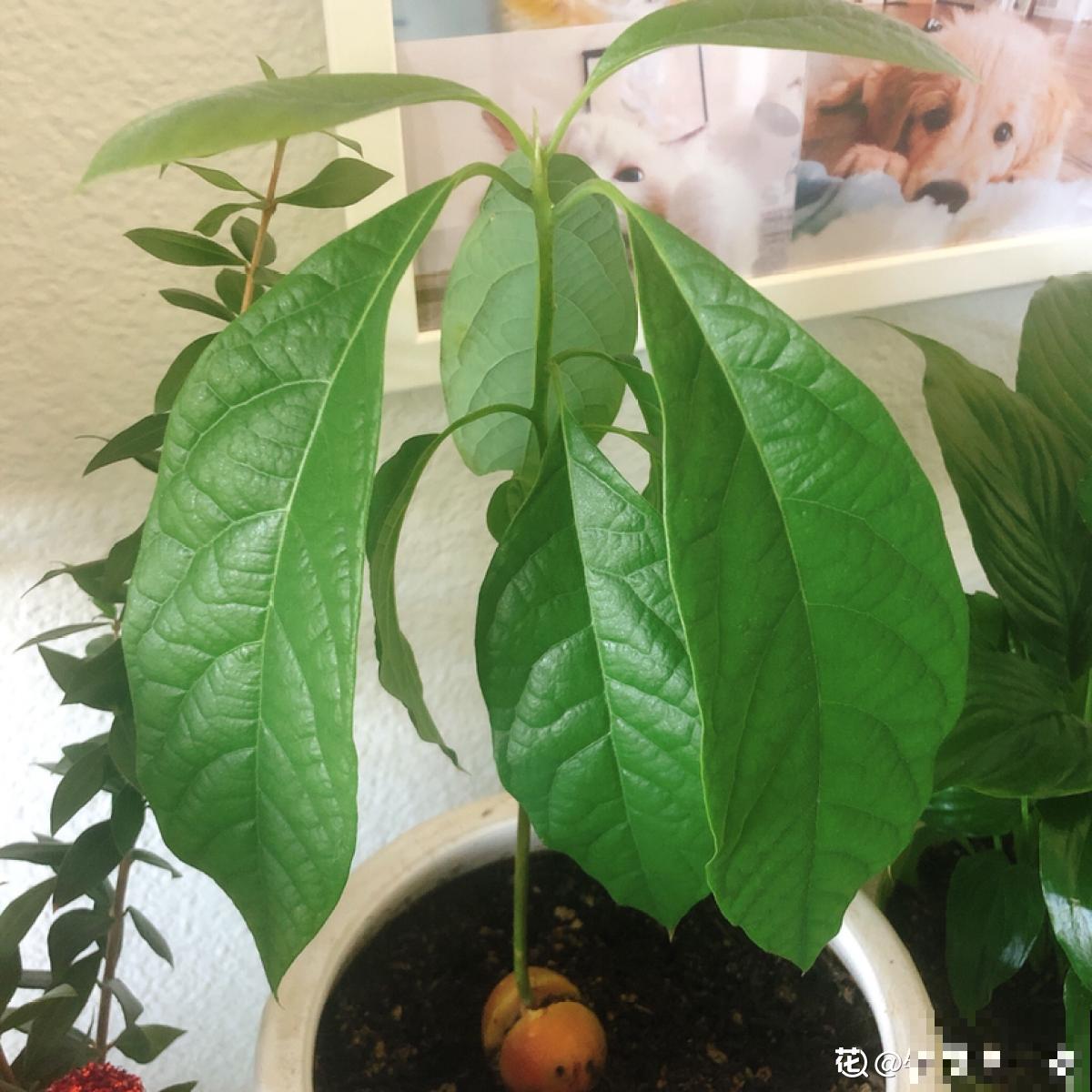 1粒种子几块钱，掌握6个养护方法，结出的果实可达几百块