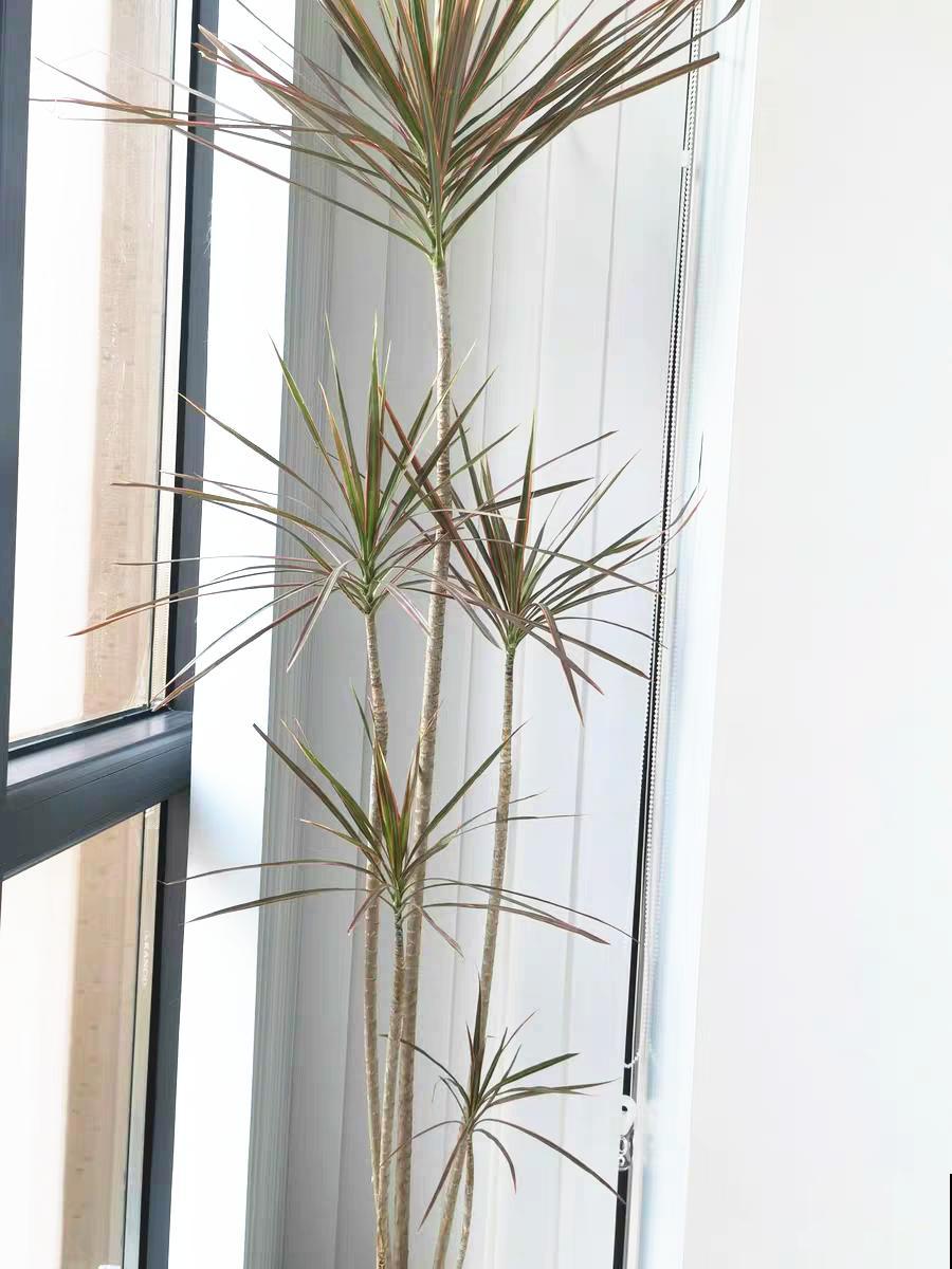 家里养8种花，独特有气质，还有满满安全感