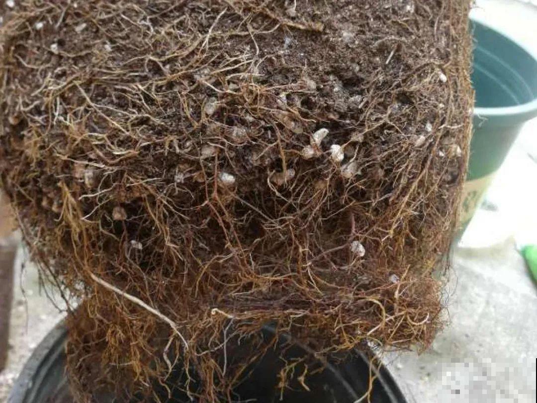 花杆子变黑，赶紧拔出来，立马换土