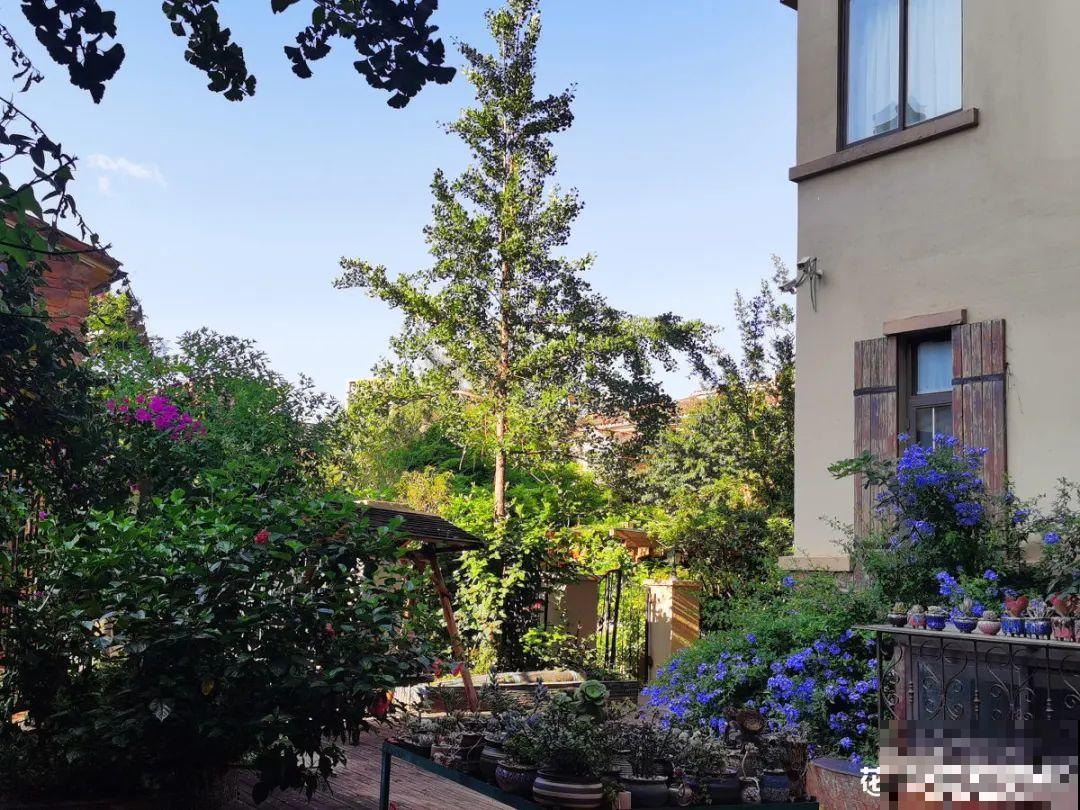 天台花园VS低层庭院,哪里养花更方便? 天台花园VS低层庭院,哪里养花更方便?