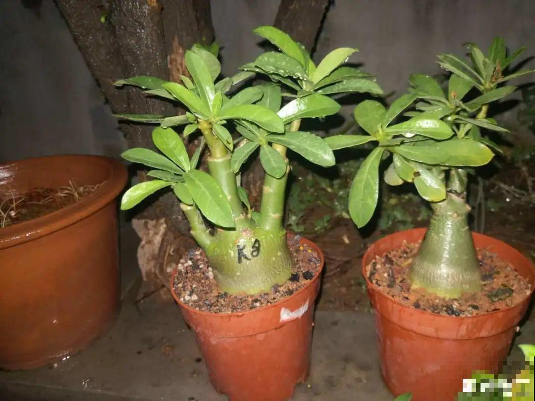 9个开花劳模，施肥不能停，不然越养越差劲