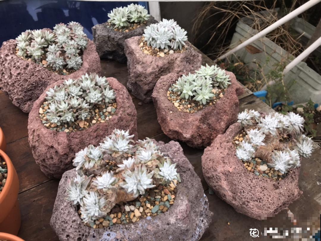 夏天养多肉，学会判断休眠状态，先“保命”要紧