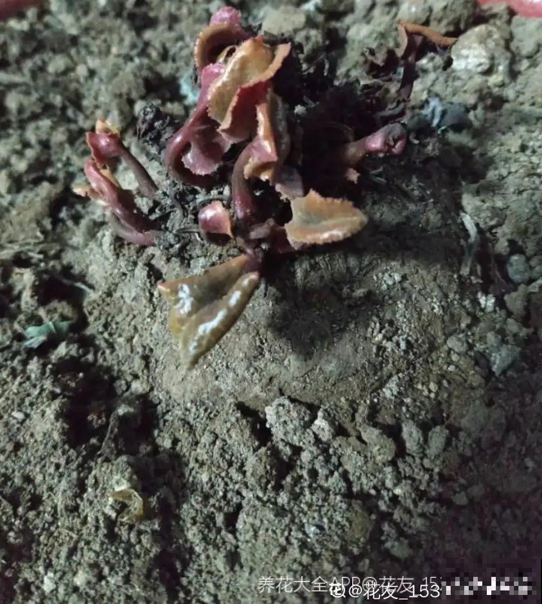 9种花,夏天休眠了,一定少浇水,否则越浇越死 9种花,夏天休眠了,一定少浇水,否则越浇越死