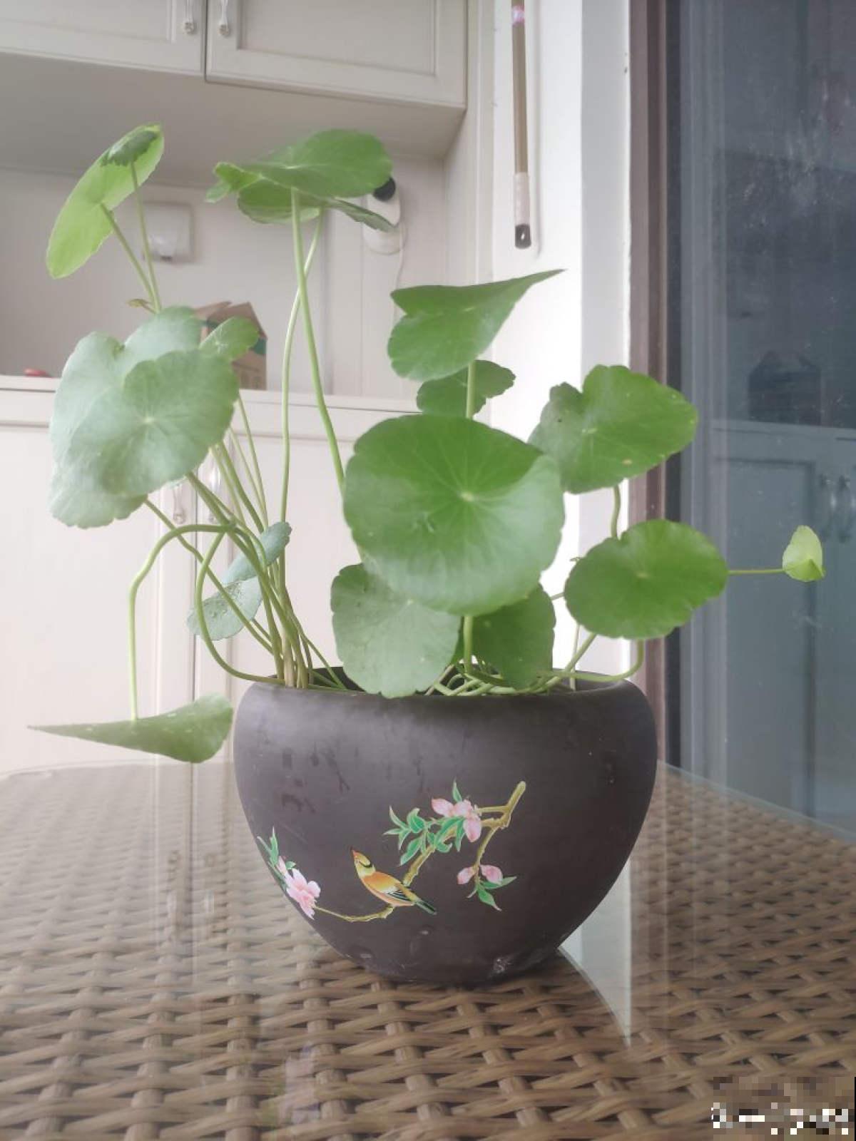 增加养花幸福感的“伴侣”，这3种必不可少，很容易就买到