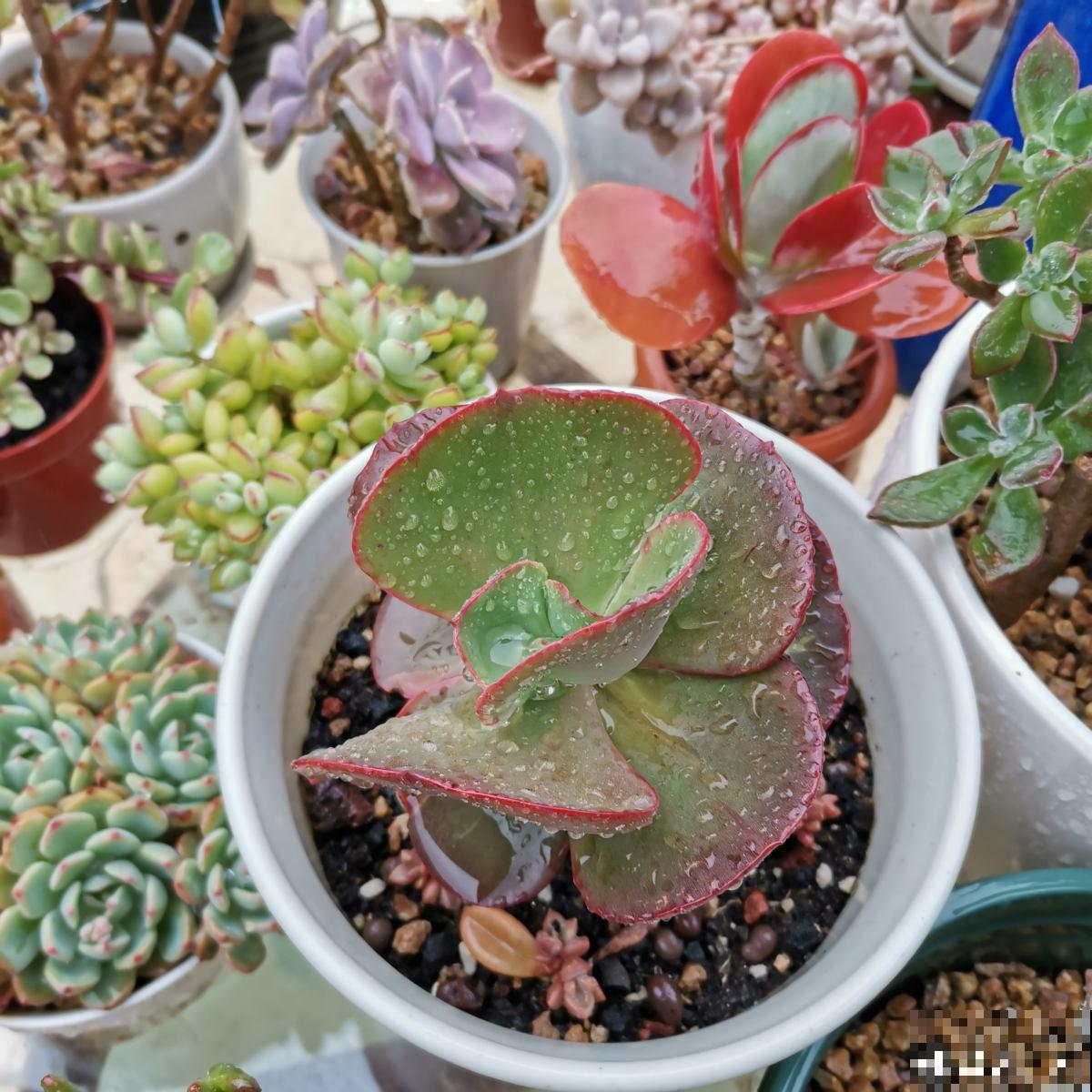 赶紧看看你家多肉，5步养护，大暑安全度过