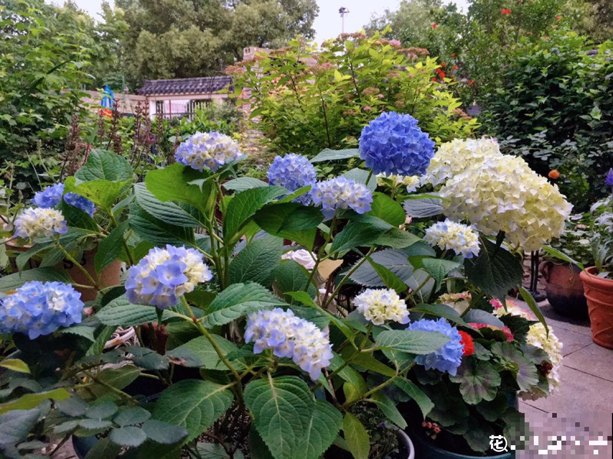 绣球花开得没去年好，赶紧剪两刀，不然一年比一年差