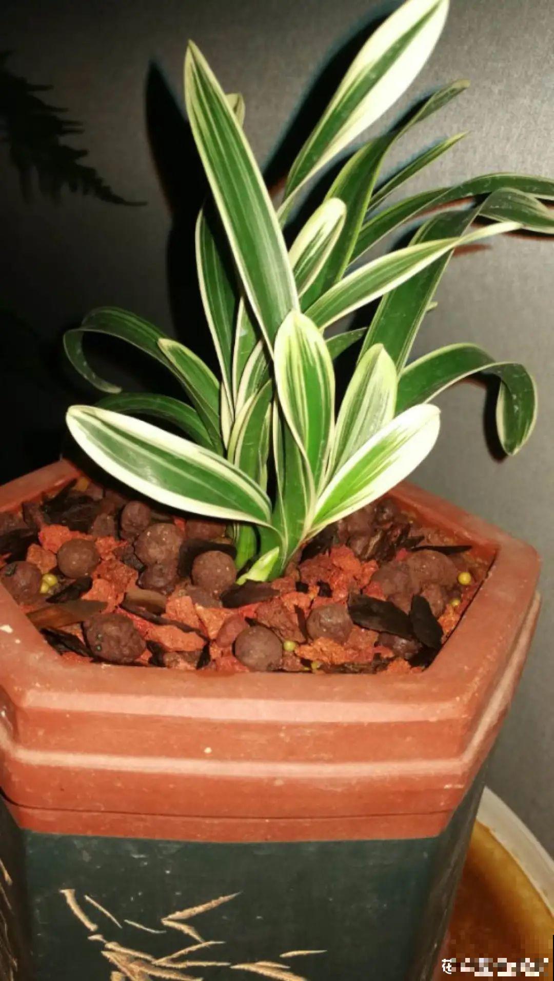 平时的“贵货花”,路边扔了一卡车,赶紧捡回家 平时的“贵货花”,路边扔了一卡车,赶紧捡回家