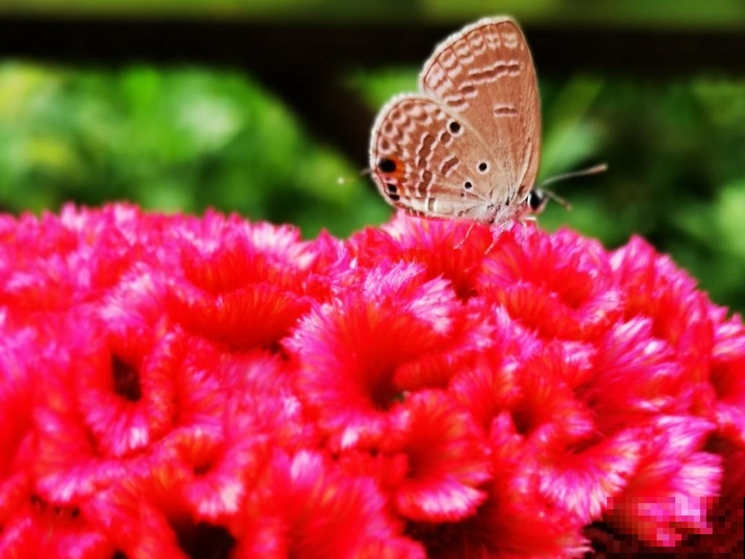 10种花开完不要剪，等20天之后，1盆变多盆