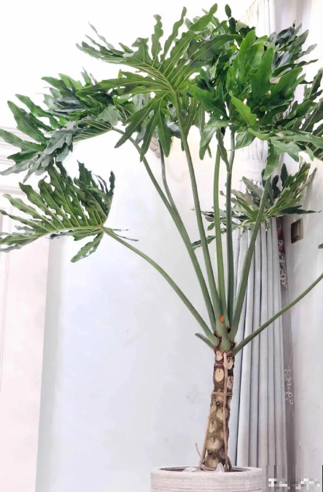 大叶子耐阴花，室内一定养，叶子比脸大，真凉快