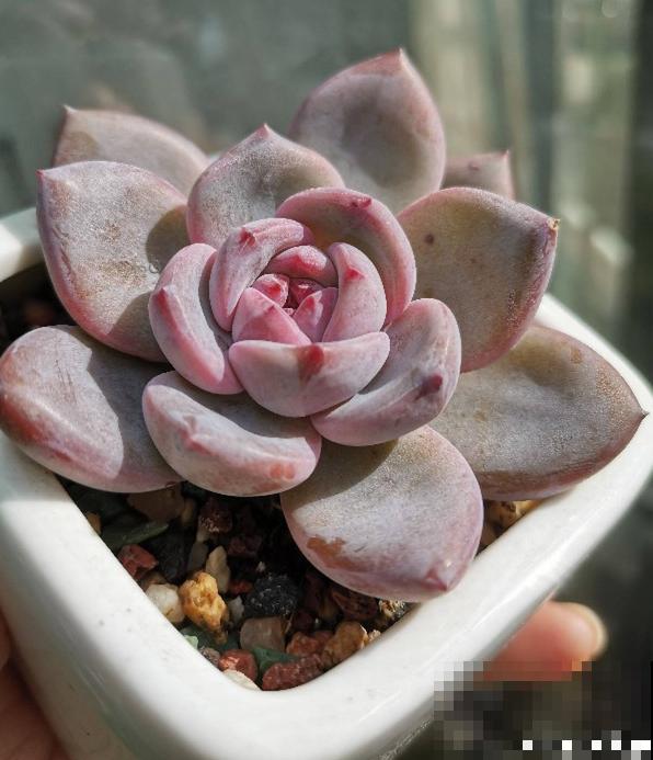 8种超美多肉,秋天抓住时机养,颜值高好养活 8种超美多肉,秋天抓住时机养,颜值高好养活