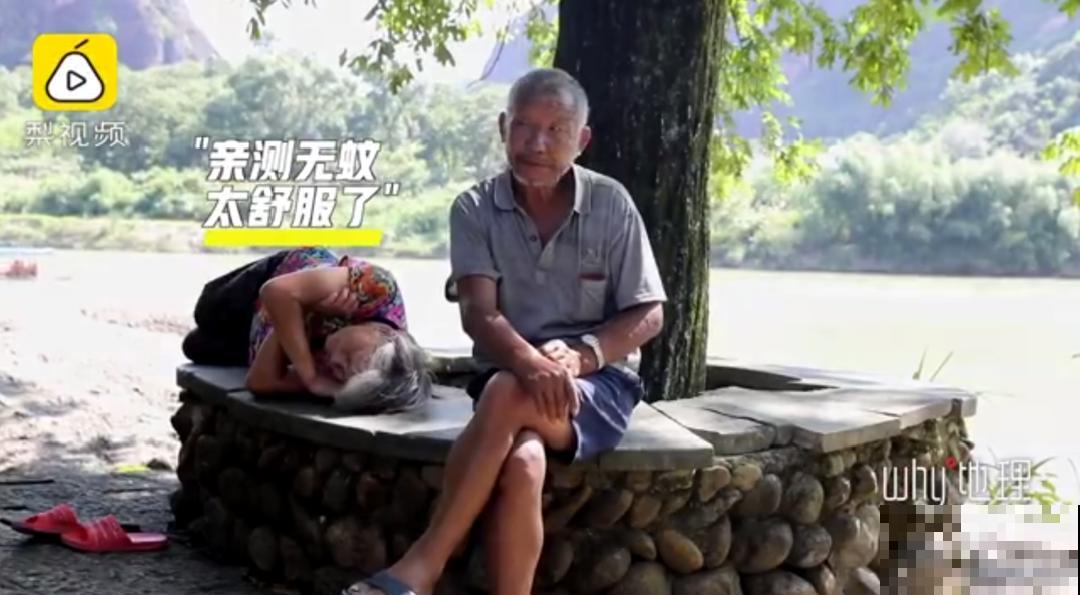 江西无蚊村,种满“驱蚊树”,一年四季没蚊子 江西无蚊村,种满“驱蚊树”,一年四季没蚊子