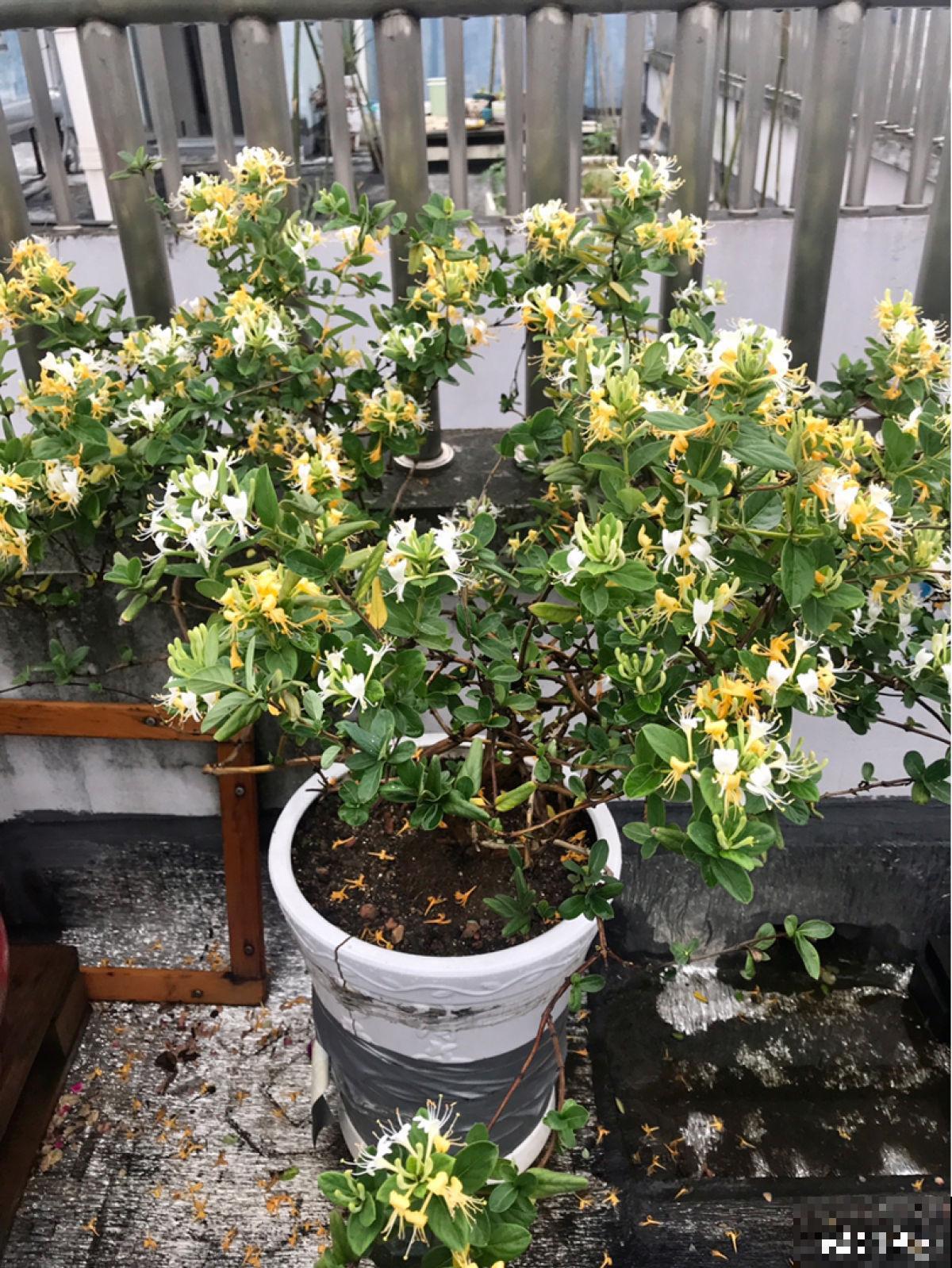 老中医爱养的4种花，堪称植物“百宝箱”，养人养身心