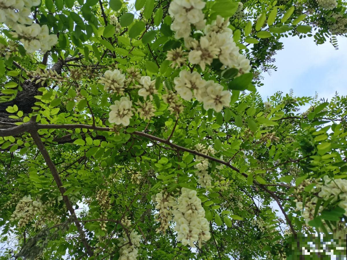 槐树好处多，但是很少有人种院里，究竟为啥？