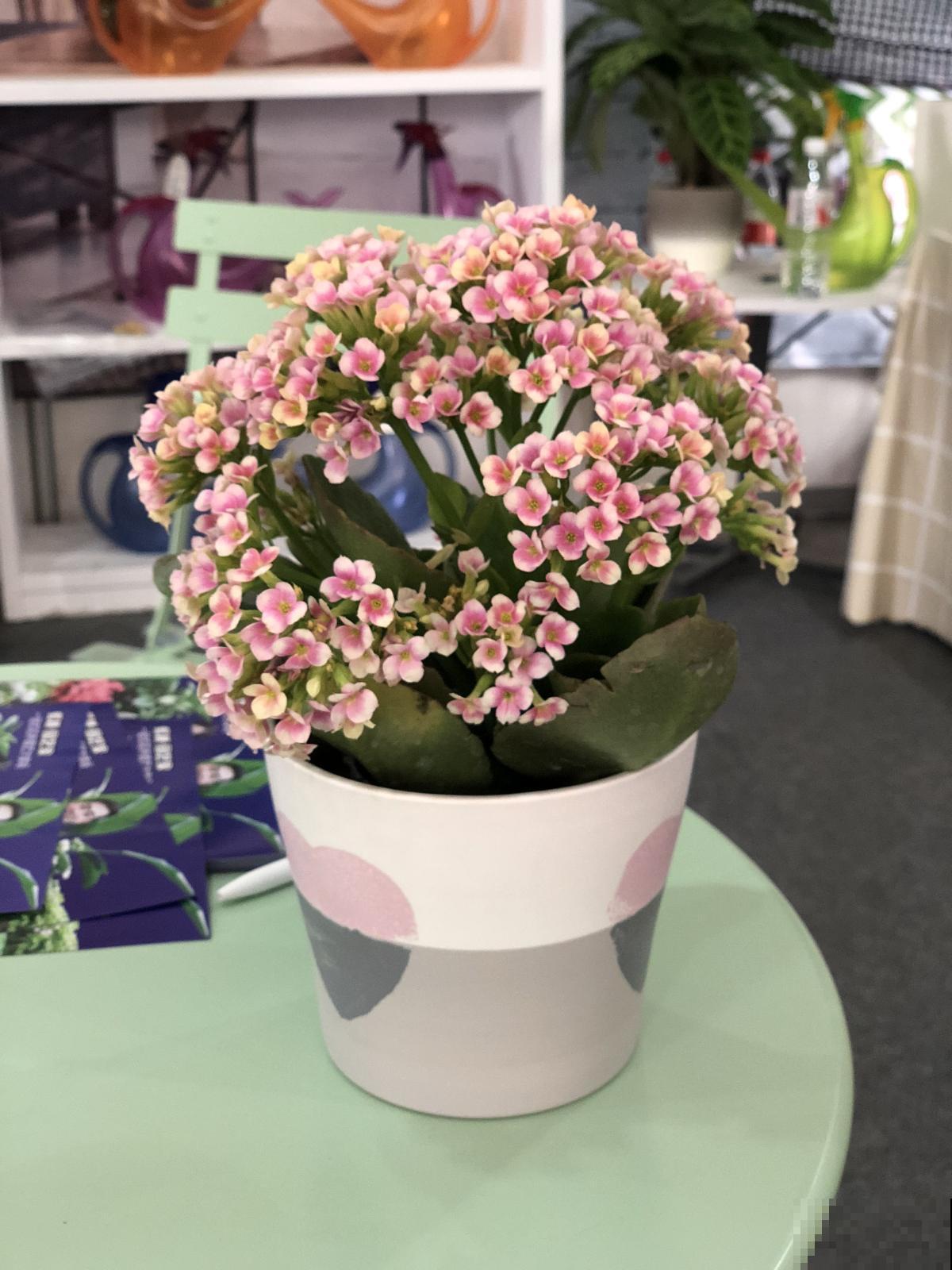 长寿花养护方法，这6点要注意，安稳度夏接着开花