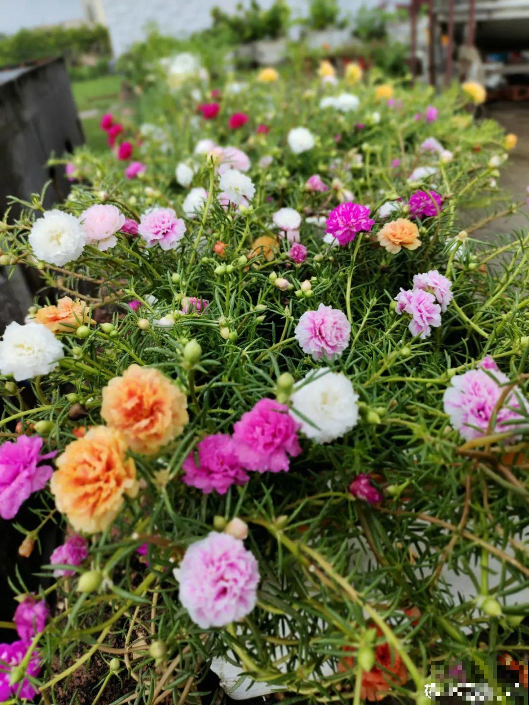 “不死鸟”真烦人，越养越多，真想扔掉