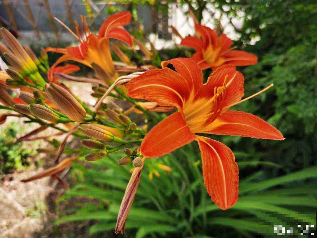 家门口长出这10种草,赶紧拔掉,不然会惹麻烦 家门口长出这10种草,赶紧拔掉,不然会惹麻烦