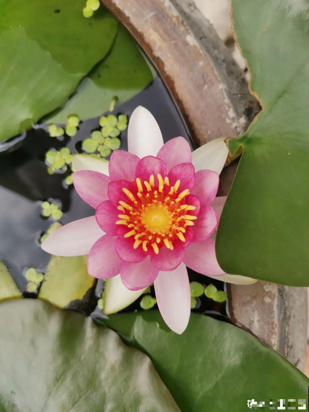 农村捡个大水缸，种点碗莲仙气十足，人见人爱