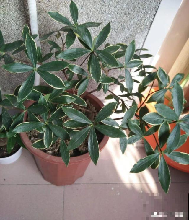 三伏天,8种花进入“鬼门关”,切莫大意 三伏天,8种花进入“鬼门关”,切莫大意