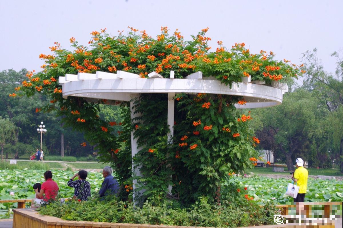 邻居种了一棵凌霄花，长势实在是喜人，一年至少剪2遍
