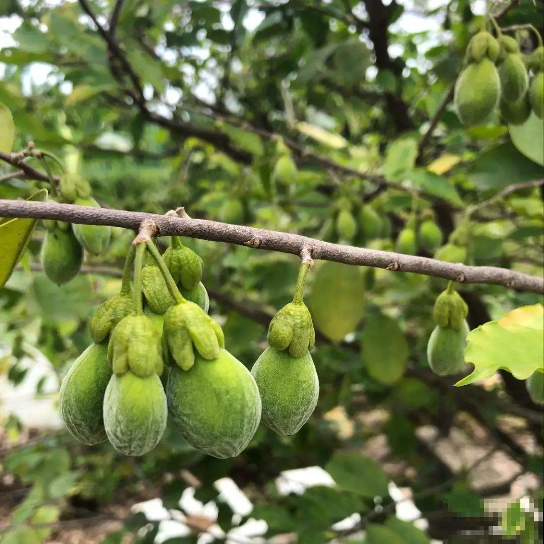 路边野花别乱采，采了有麻烦，再好看也别碰