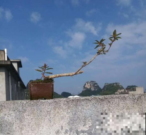 杨梅加“水”，就能做盆景，5个步骤，打造高雅水杨梅盆景