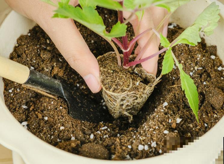 移栽植物时根部带泥土的主要目的是