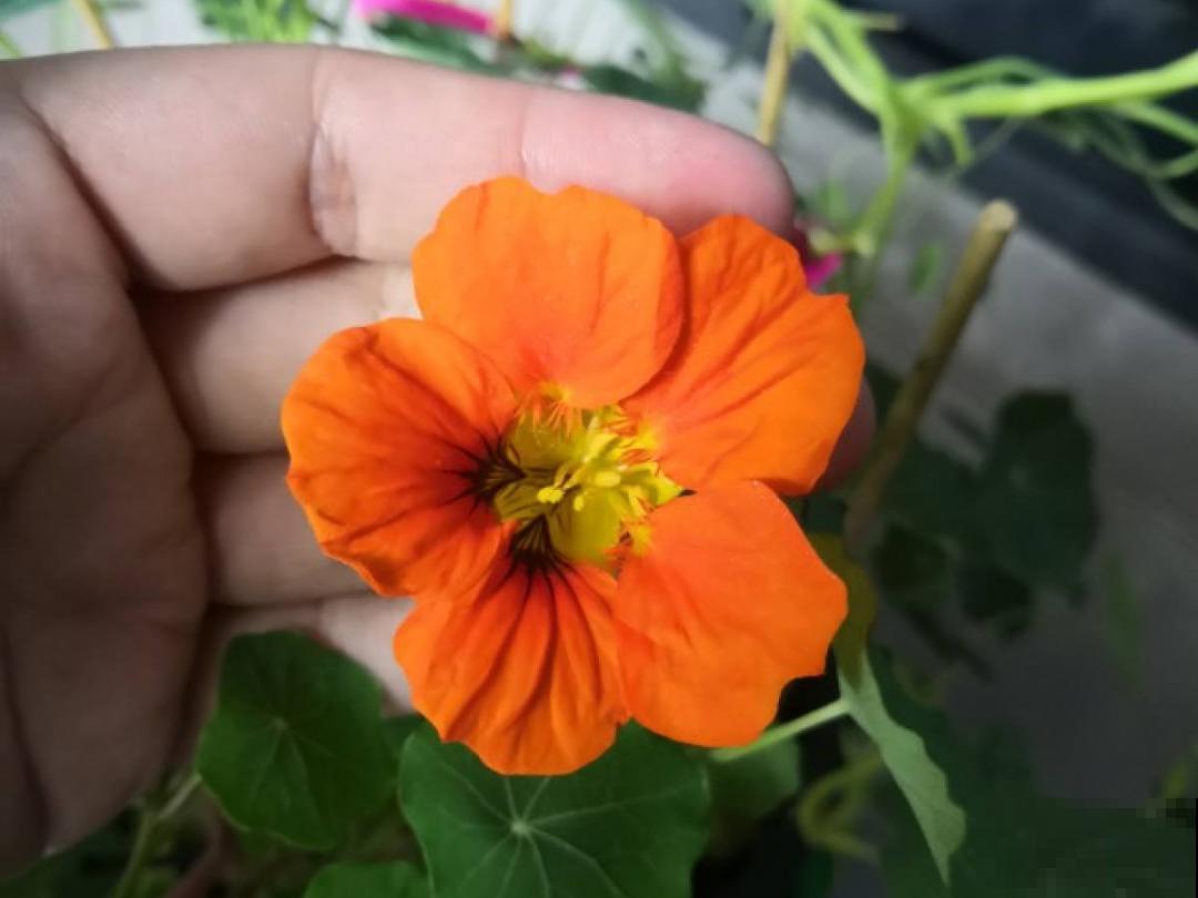 10种花开完不要剪，等20天之后，1盆变多盆