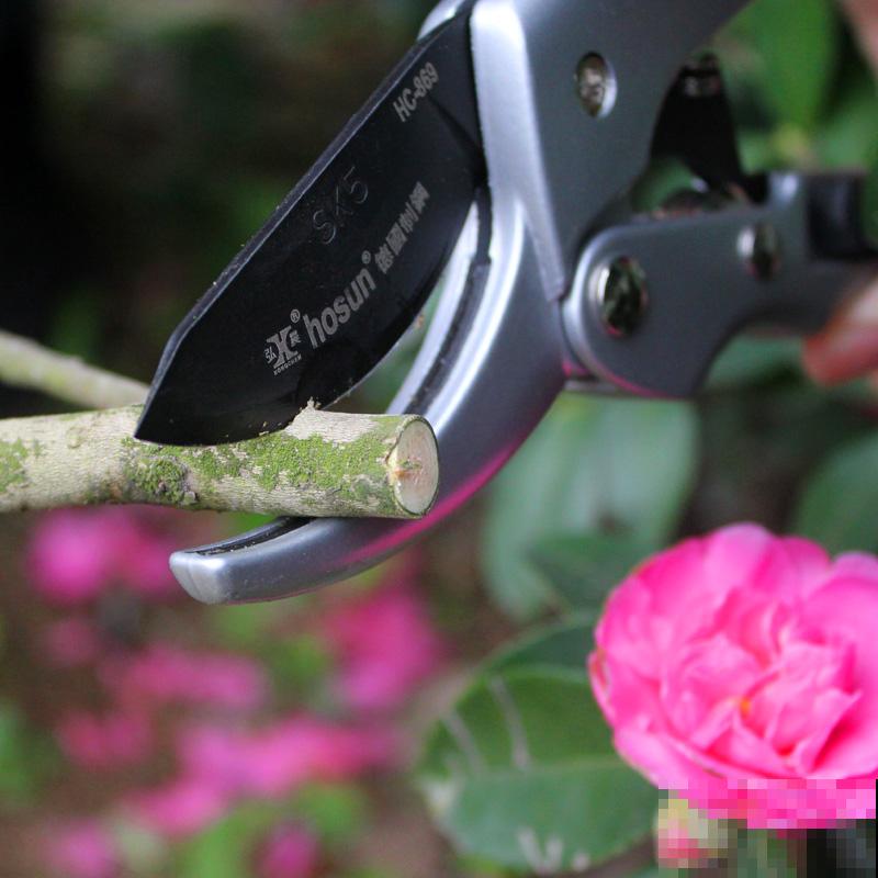 太阳花花期短，只需6步养护方法，让太阳花超长待机