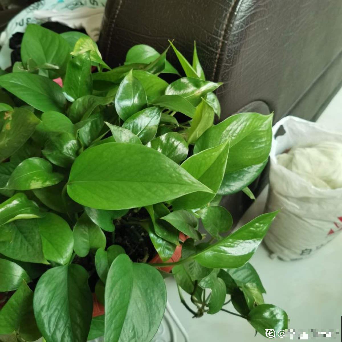 植物中的“老酒鬼”,一天一勺啤酒,叶子油亮花开爆 植物中的“老酒鬼”,一天一勺啤酒,叶子油亮花开爆