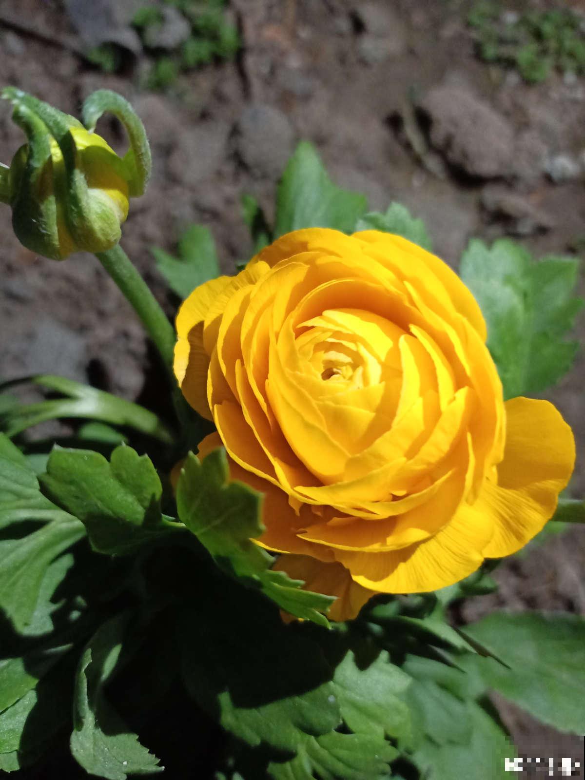 完美“蜕变”的4种花，名字太难听，开花美翻天