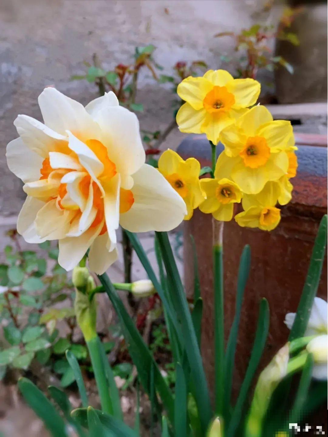 现在适合种11种花，耐寒好养活，呼呼开花爆盆