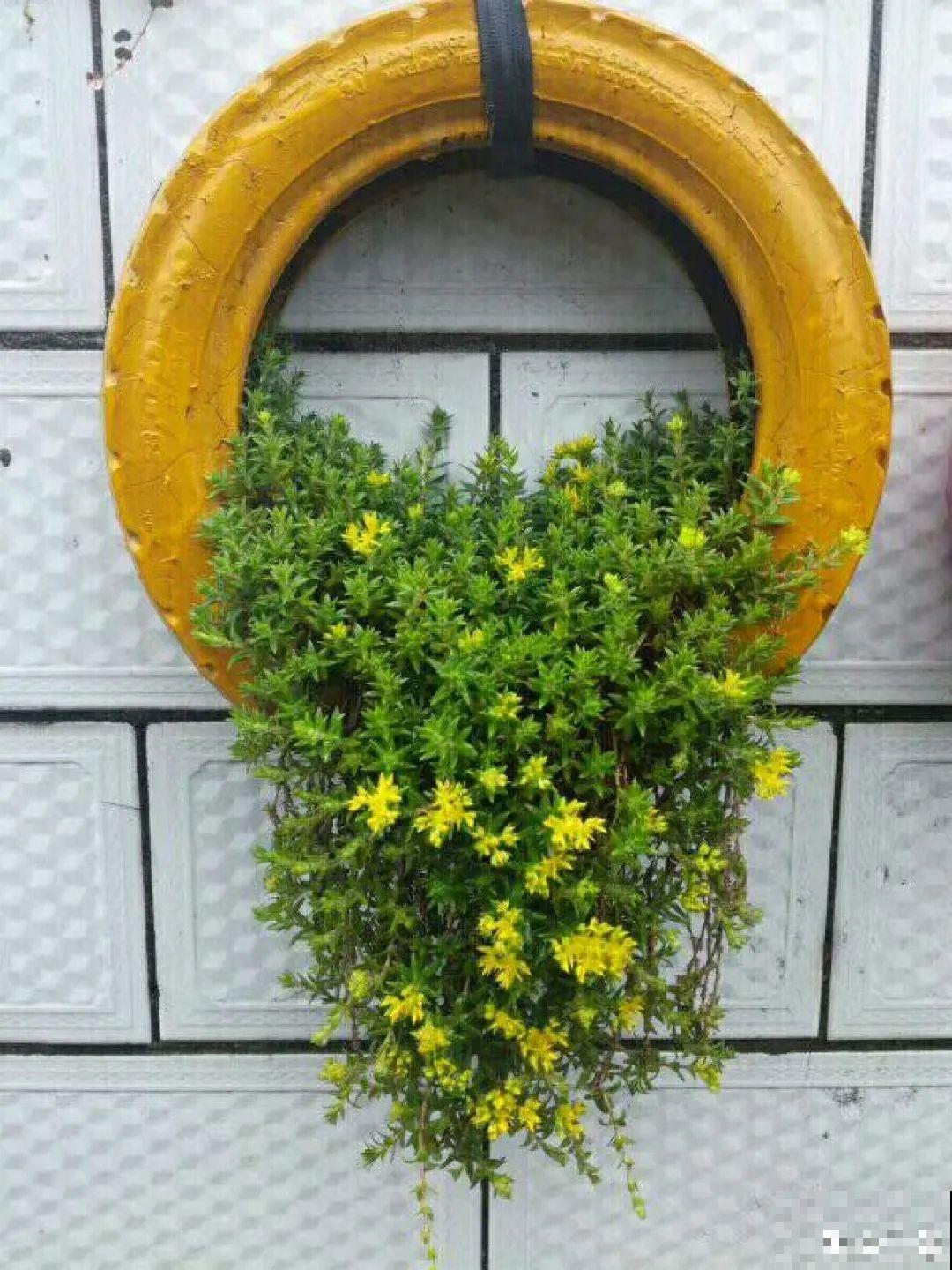 旧筷子、老干妈瓶别扔，拿来养花效果好，省下一笔养花钱