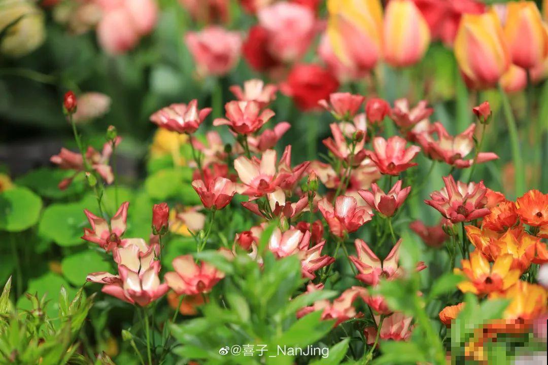 1种花名叫“花毛茛”,开花像是小蝴蝶,颜值超高 1种花名叫“花毛茛”,开花像是小蝴蝶,颜值超高