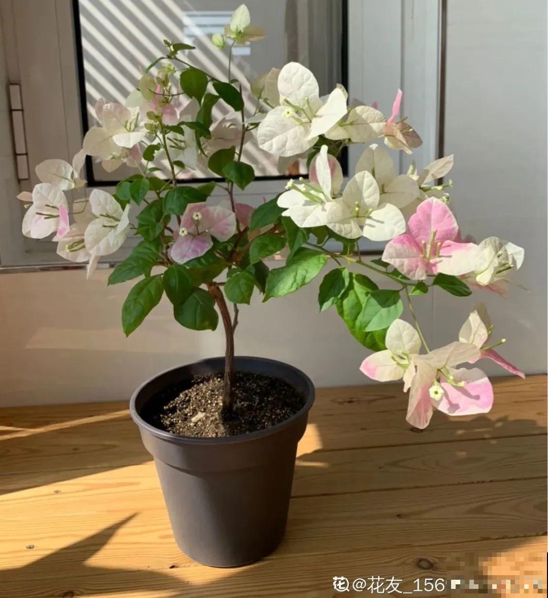 夏天养花，就怕乱浇水，千万不能积水