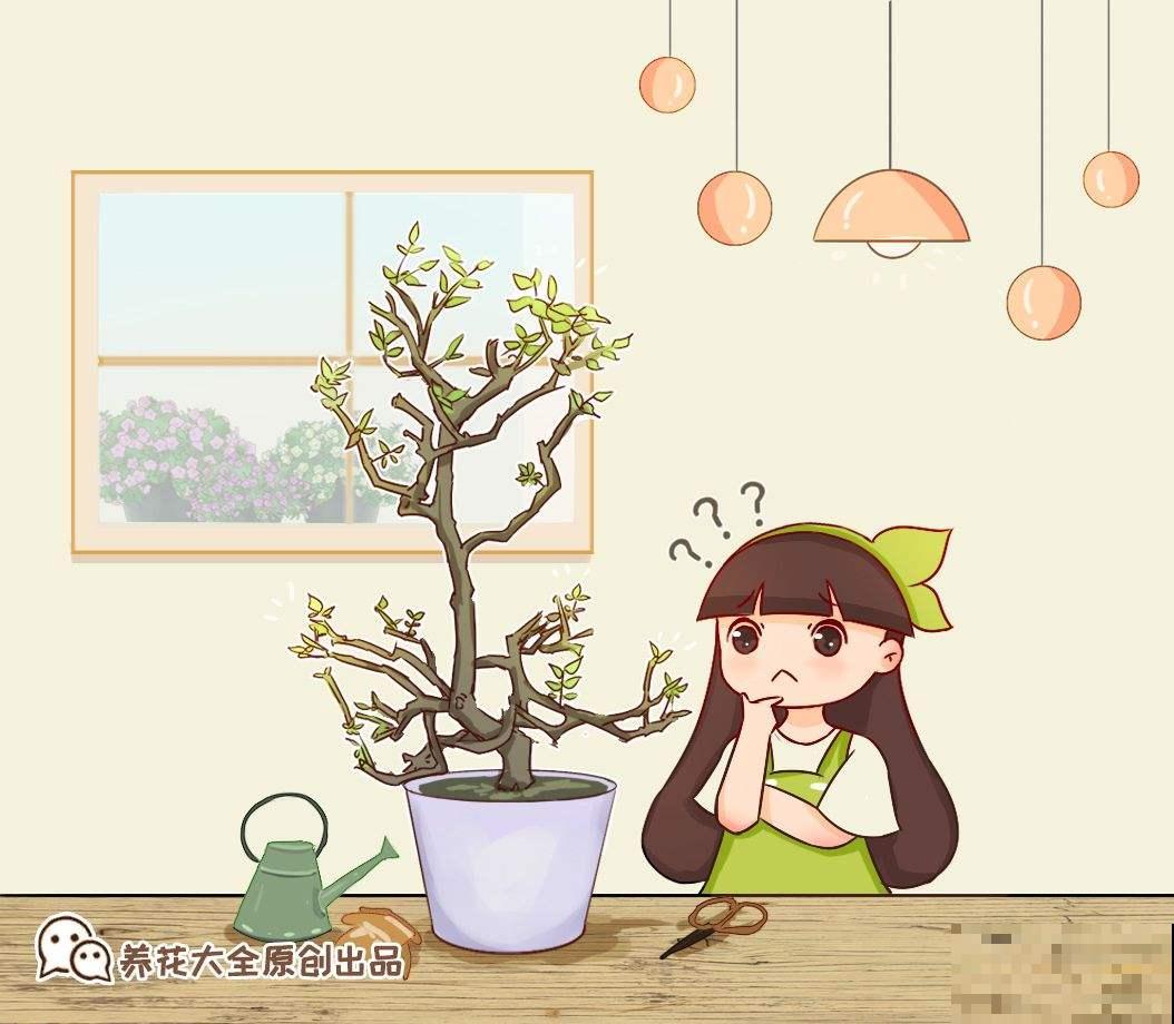 高温潮湿不宜养花?简单5步,打造“茉莉天堂” 高温潮湿不宜养花?简单5步,打造“茉莉天堂”