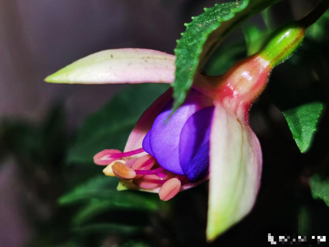 倒挂金钟长成一棵树，年年都开花，咋养的？