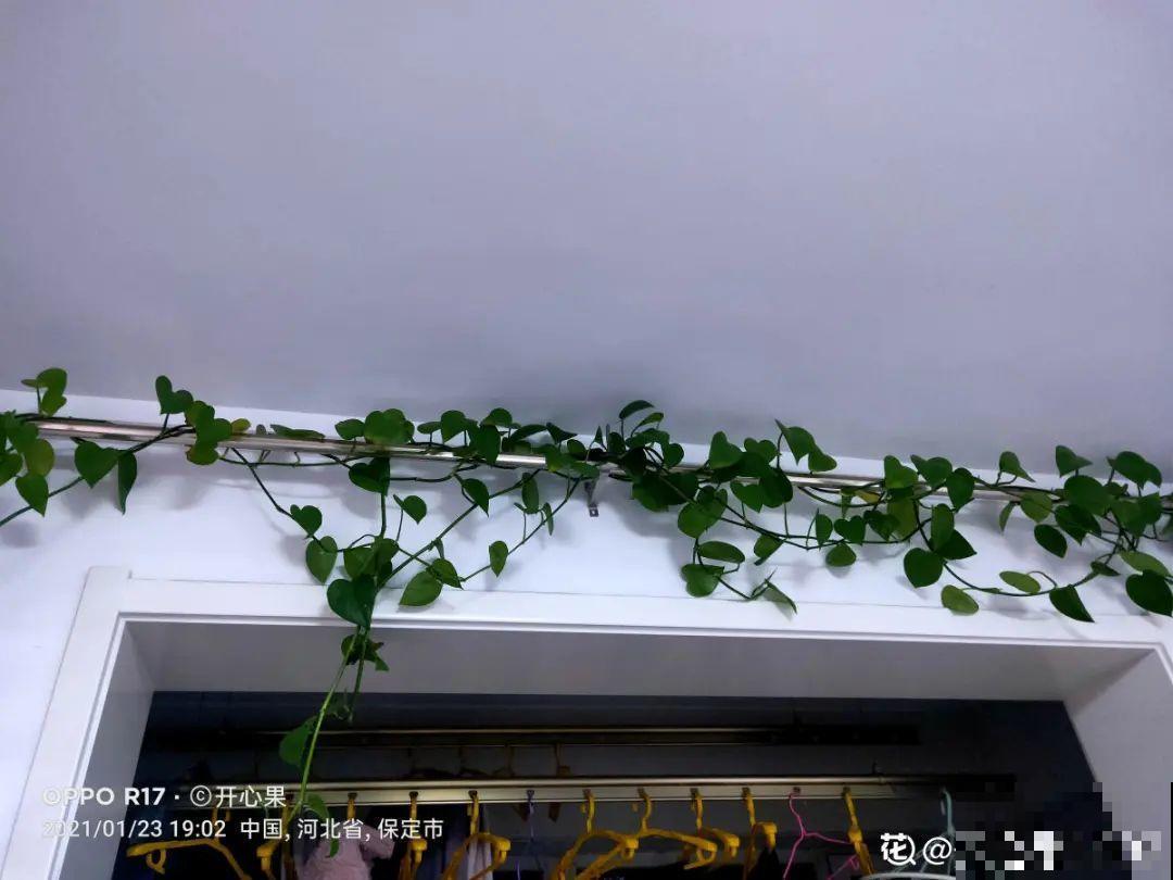 屋里养了“窗帘花”，遮阴效果好，屋里温度嗖嗖降