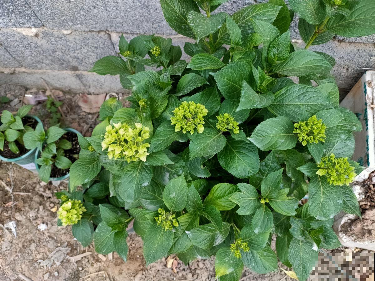 养绣球花不注意方法,难怪你的绣球花不爆盆! 养绣球花不注意方法,难怪你的绣球花不爆盆!